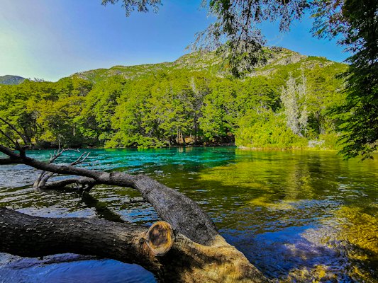 A fallen tree in the middle of a lake — Bariloche, Argentina