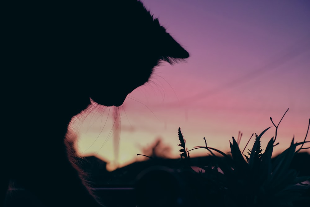 a silhouette of a cat in front of a sunset