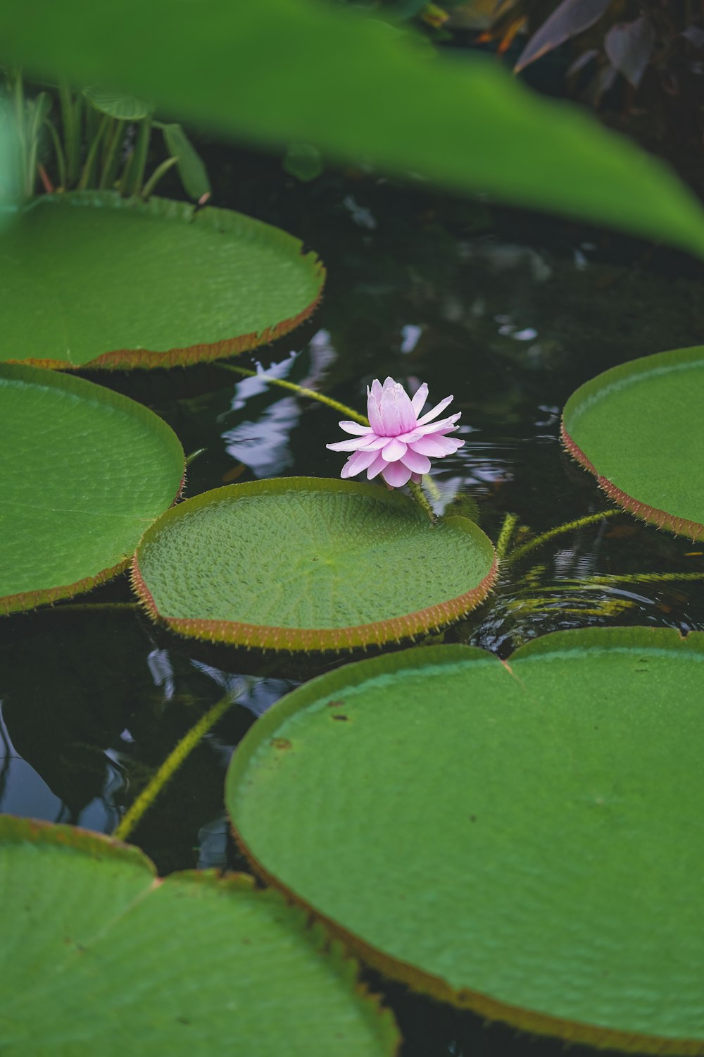 a small pink flower sitting on top of lily pads