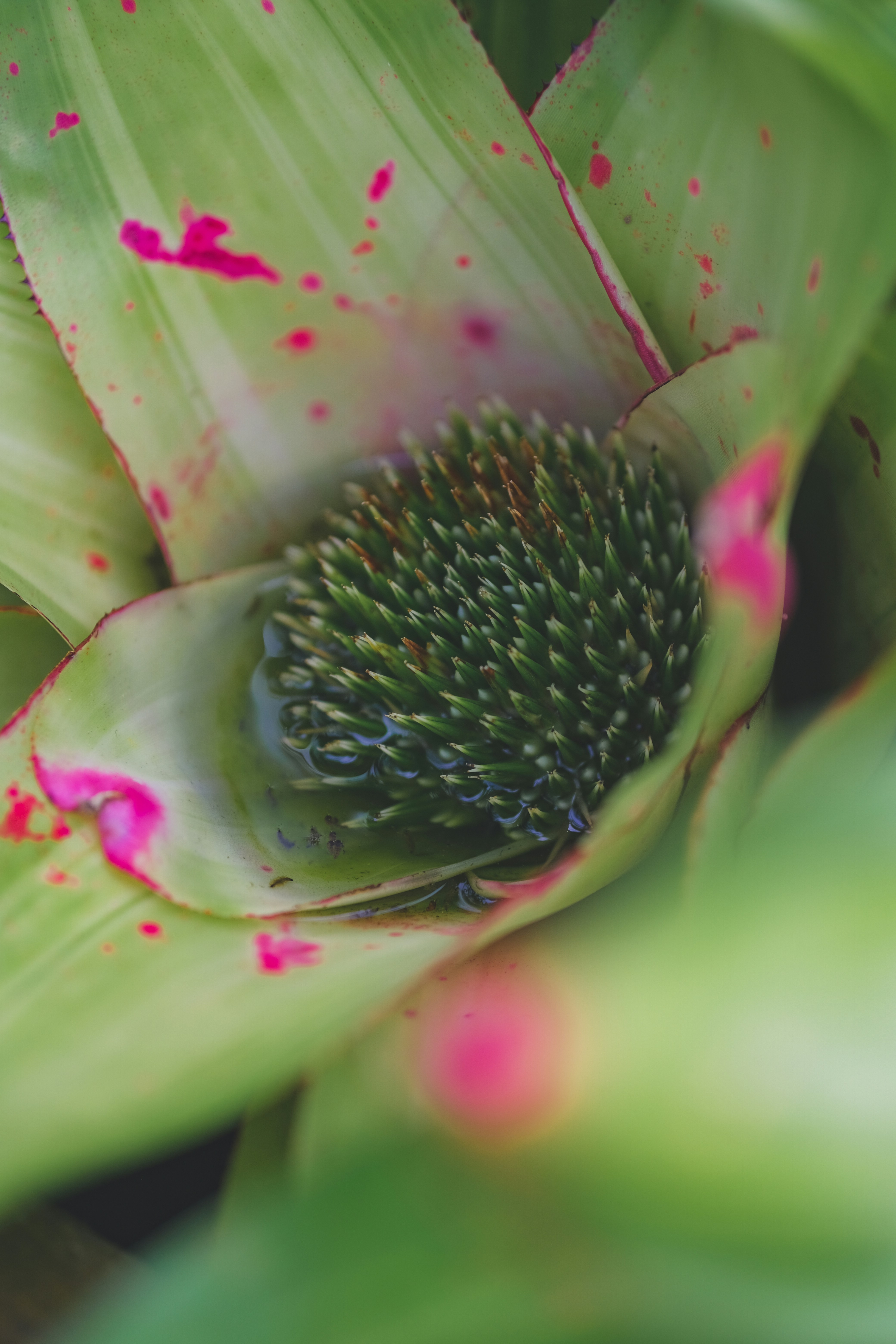 a close up of a flower that is blooming