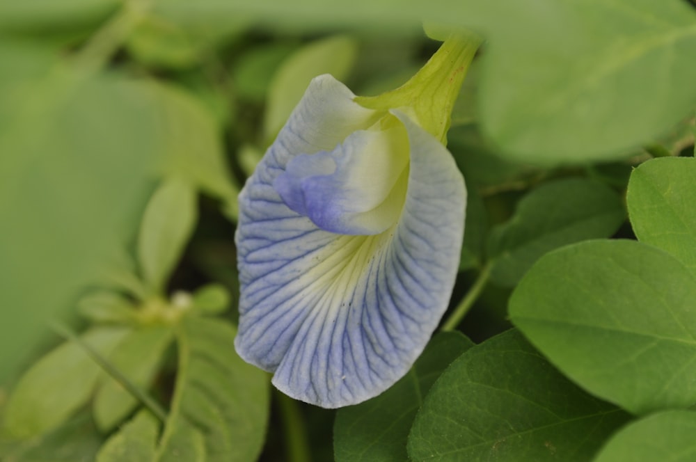a blue and white flower with green leaves
