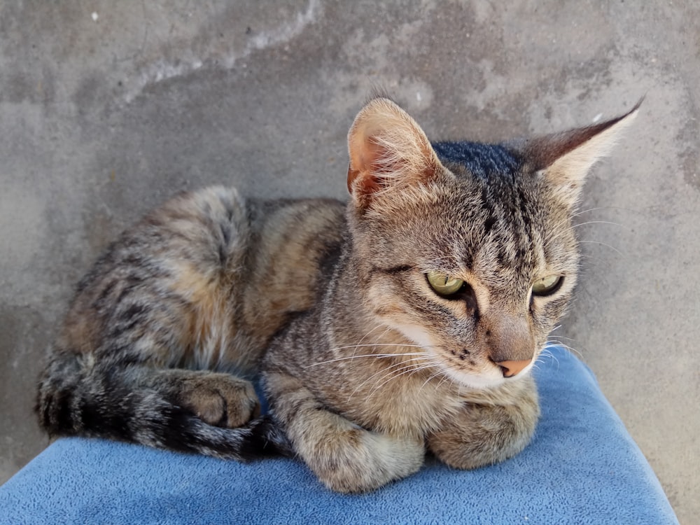 a cat laying on top of a blue chair