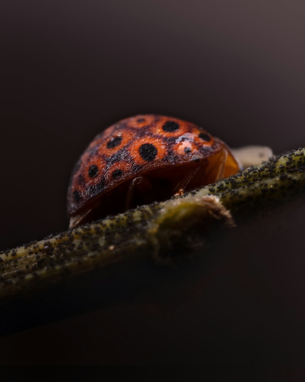 a close up of a lady bug on a branch