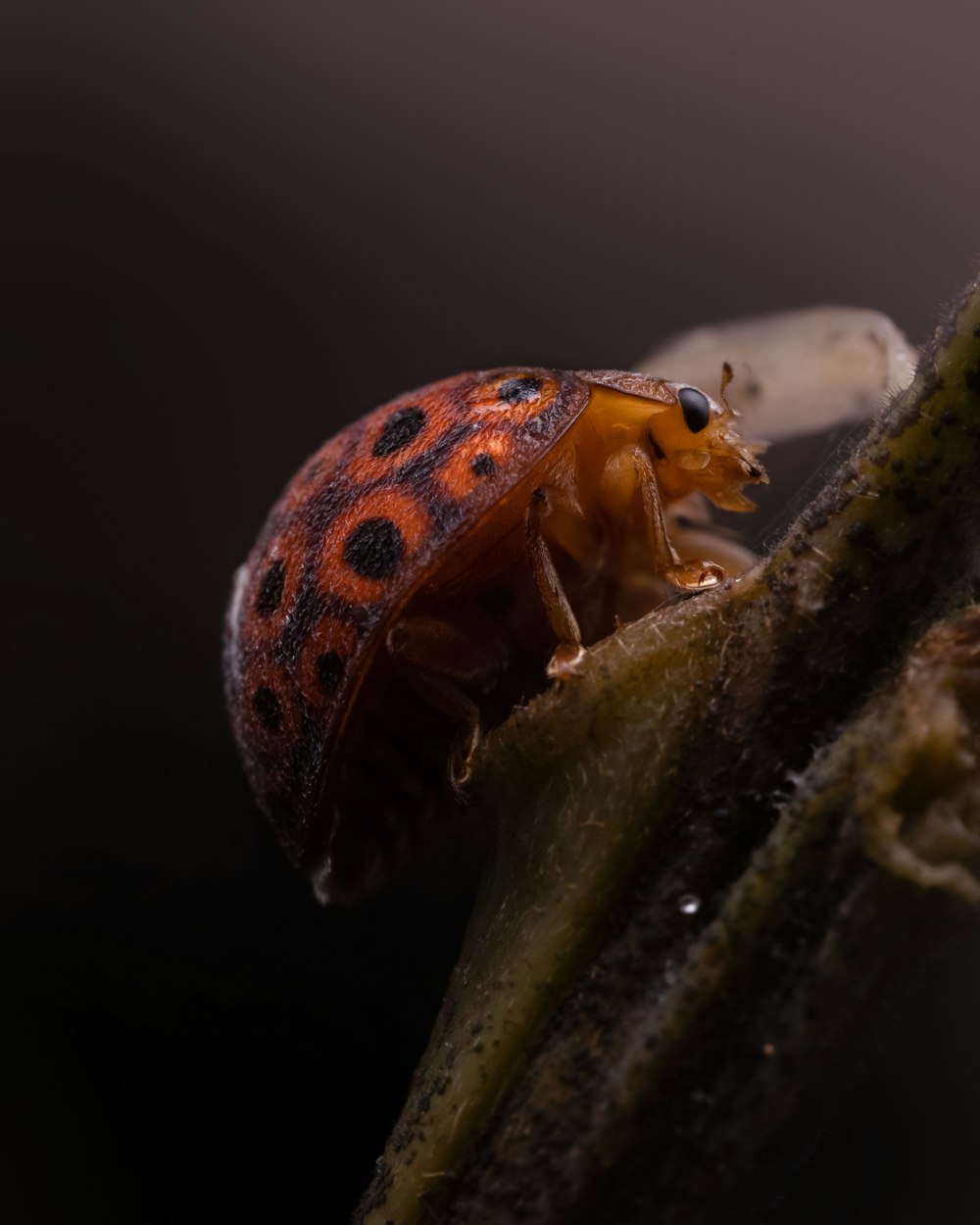 a close up of a bug on a plant