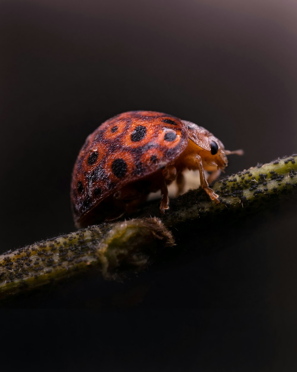 a close up of a bug on a branch