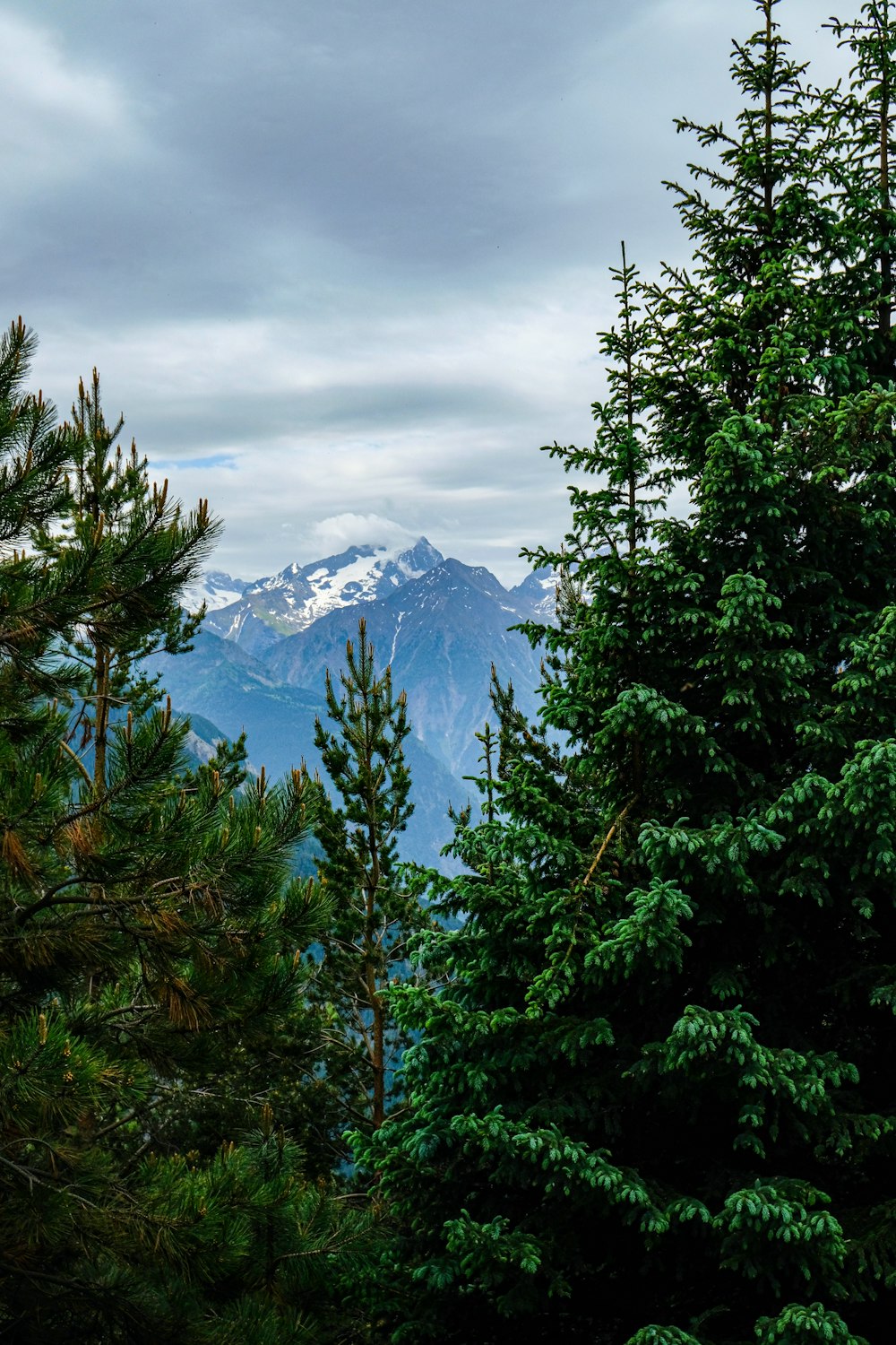 una vista di una catena montuosa attraverso gli alberi