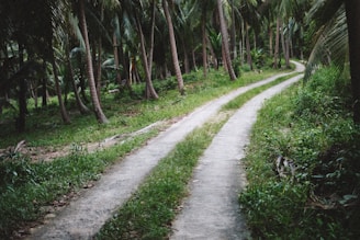 A winding trail leading through a dense forest of palm trees.