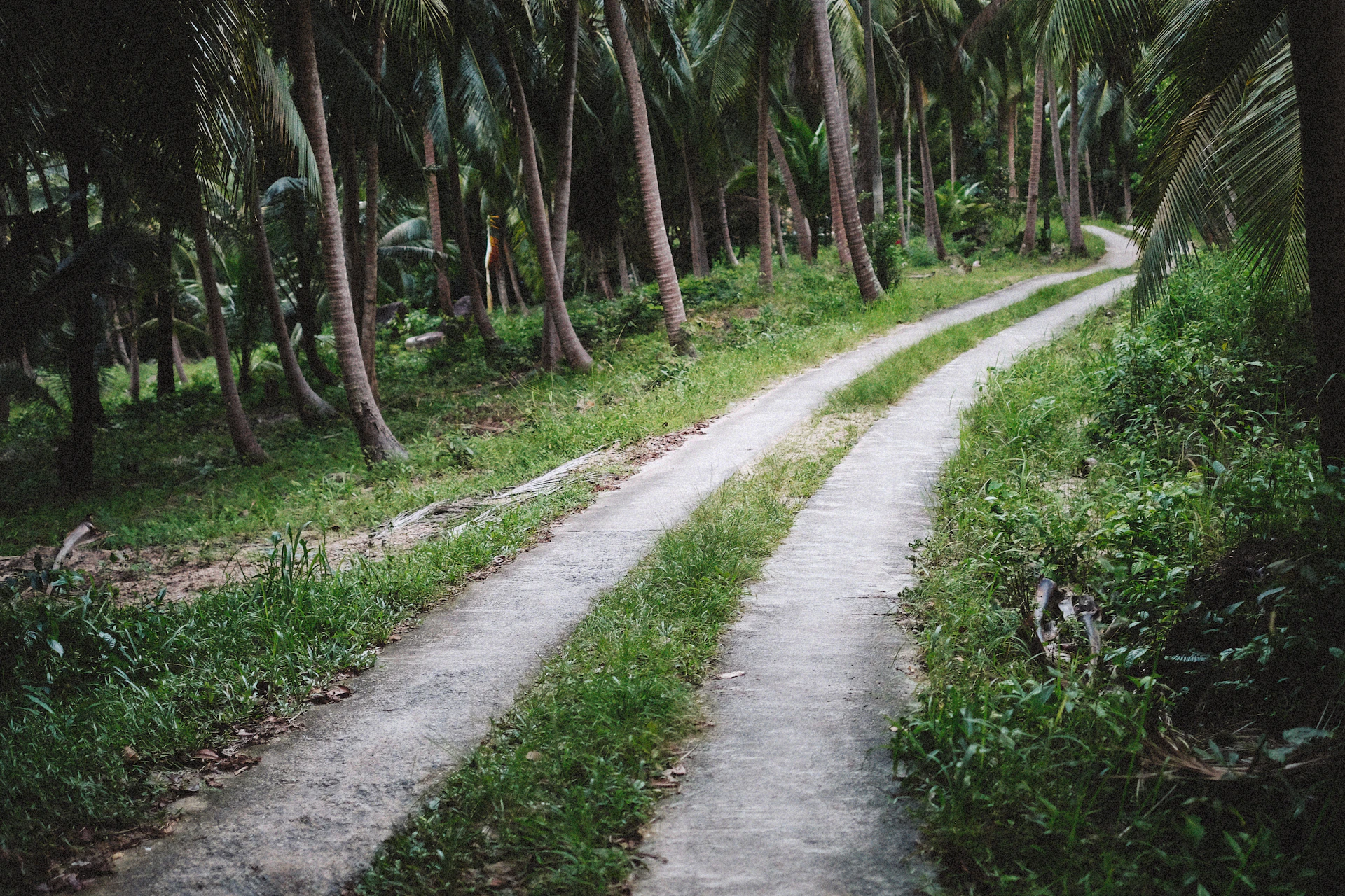 a dirt road surrounded by palm trees on both sides