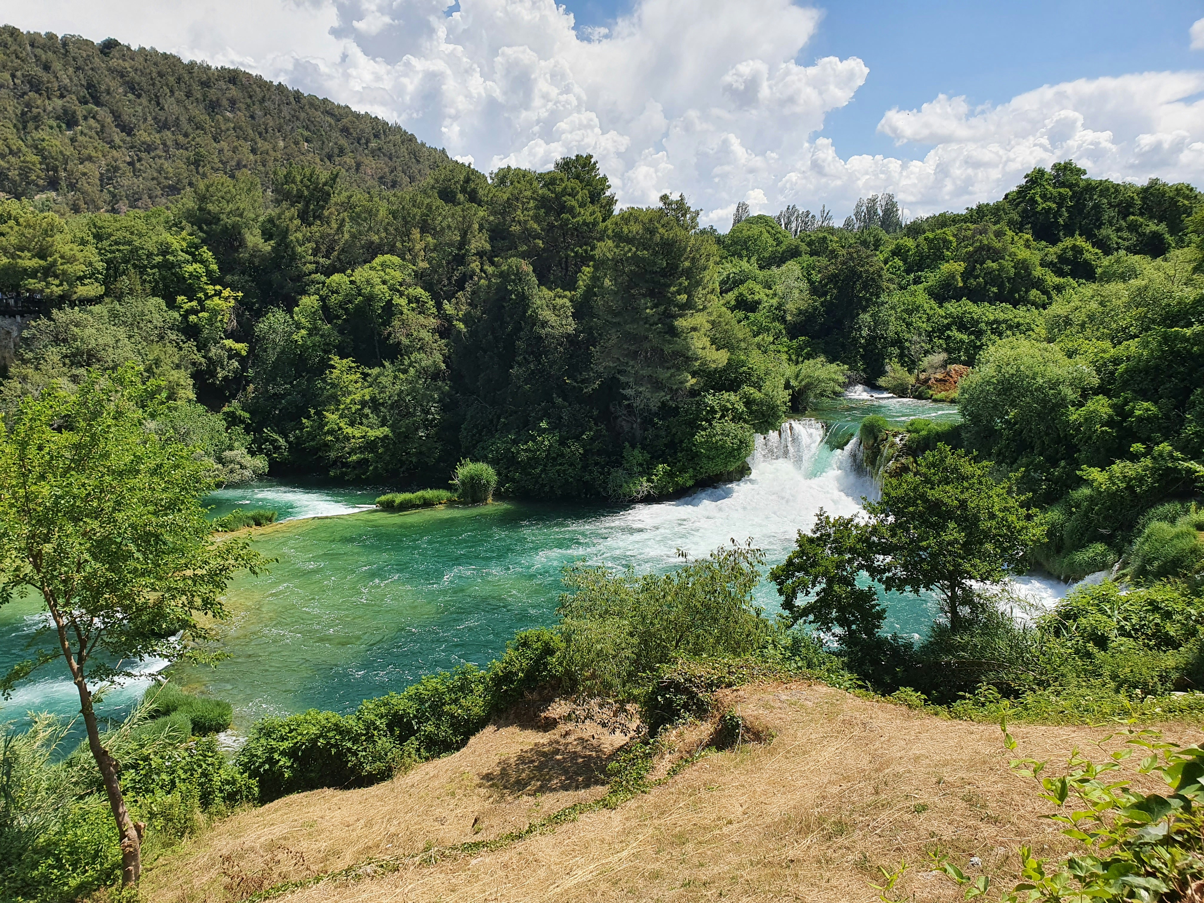 A river flowing through a lush green forest