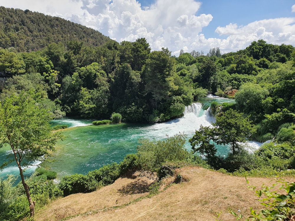 a river flowing through a lush green forest