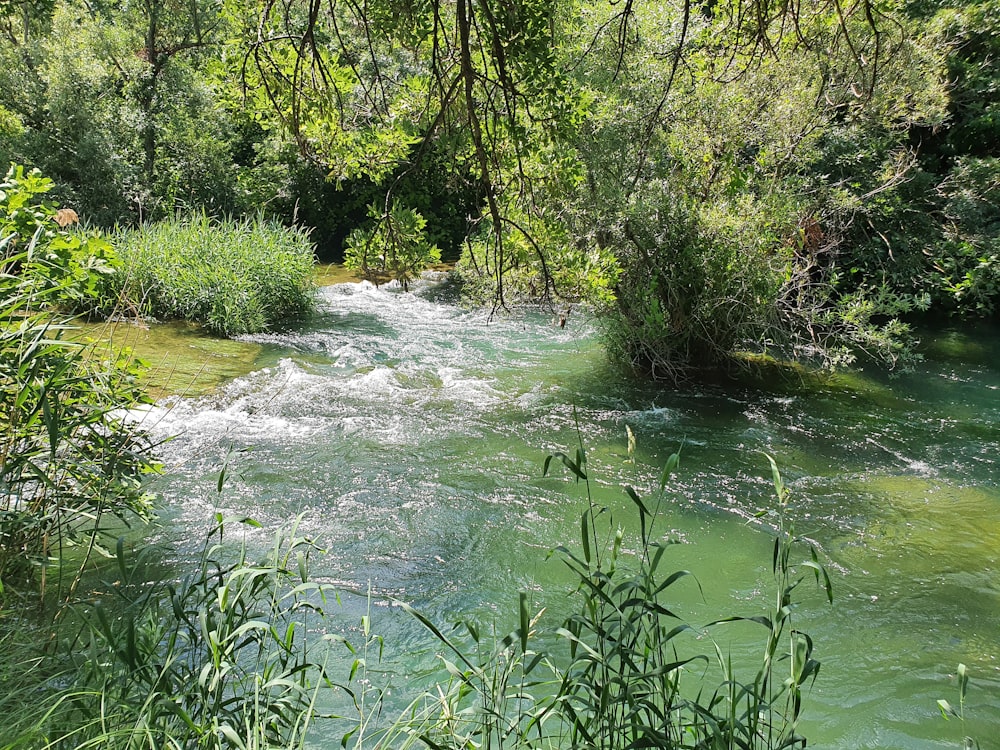 a river running through a lush green forest