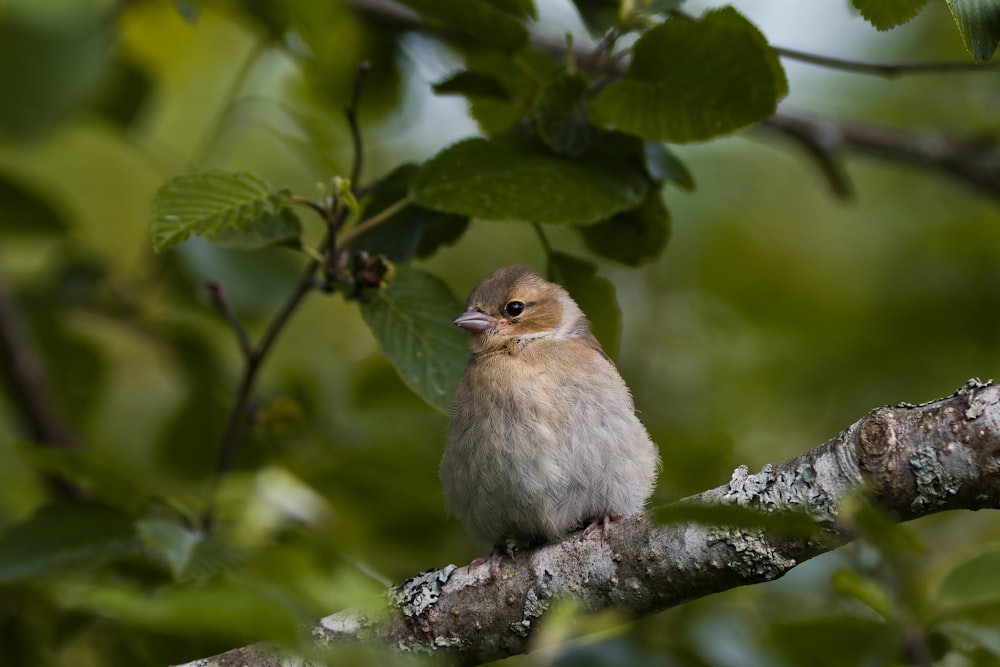 a small bird perched on a tree branch