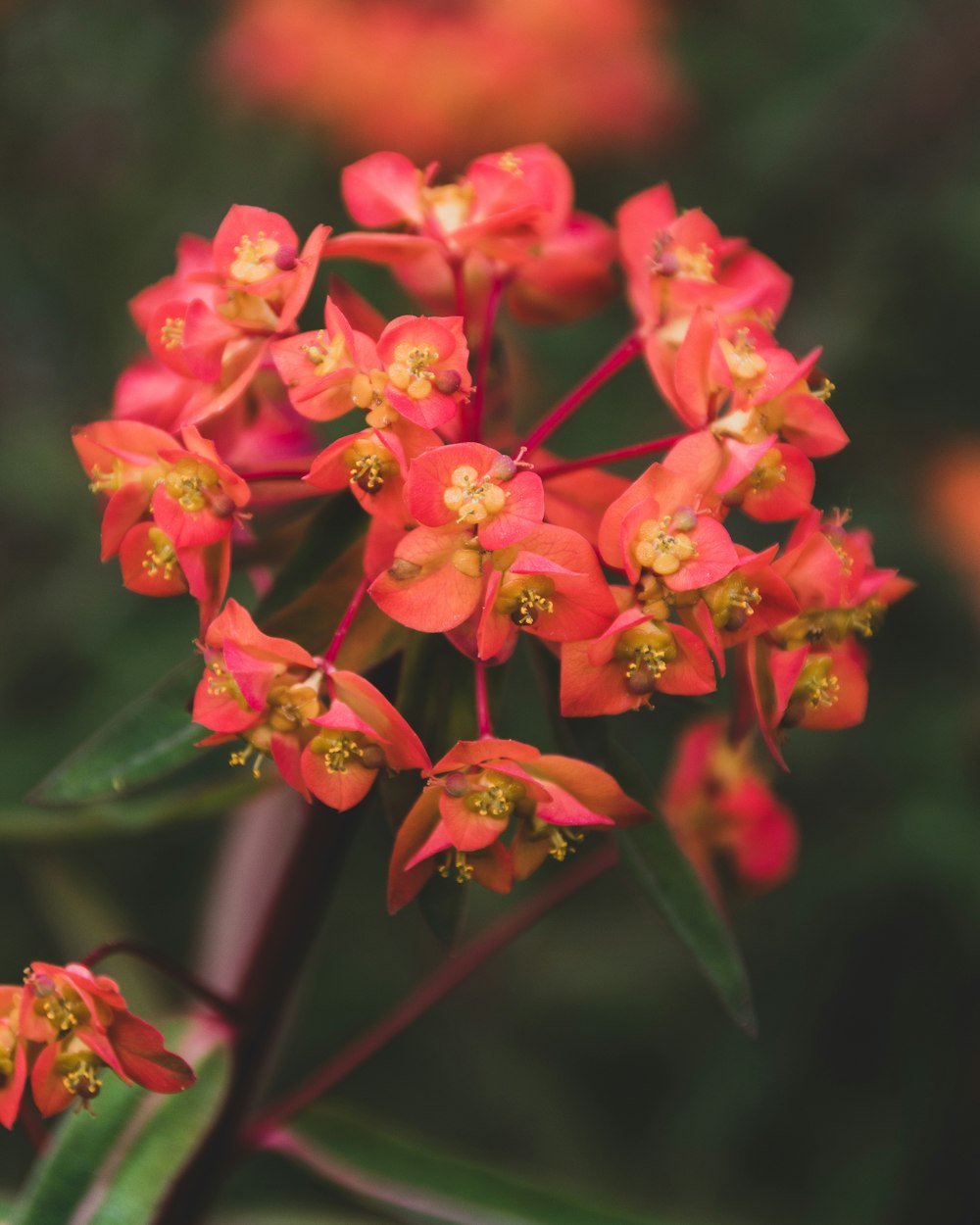 a close up of a red flower with green leaves