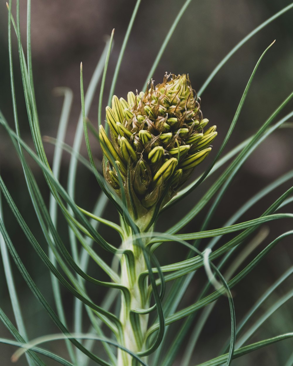 a close up of a plant with green leaves