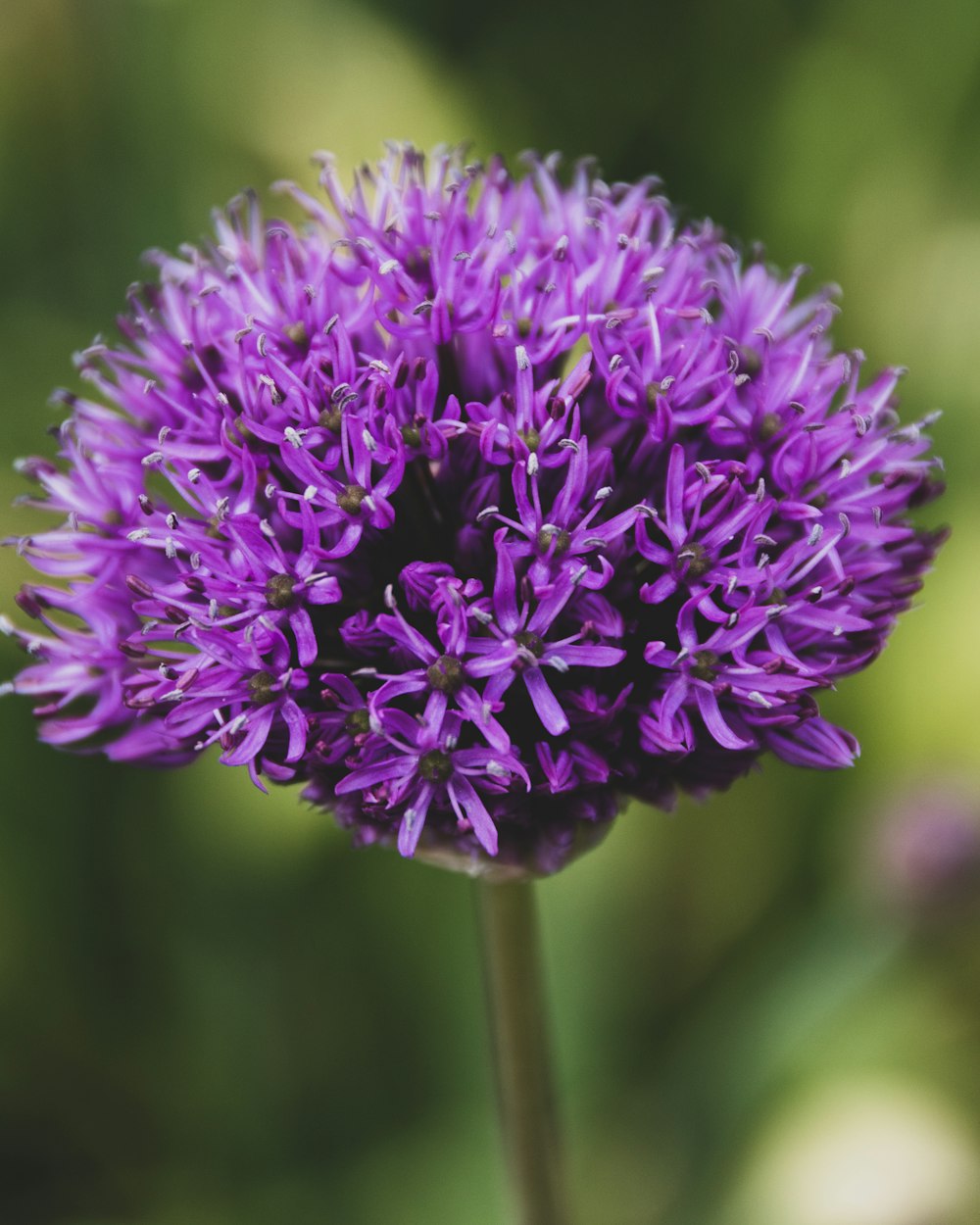 a close up of a purple flower with blurry background