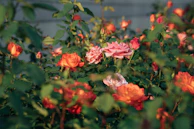 A romantic cottage garden scene with clusters of roses and peonies in warm reds and creams, bathed in gentle sunlight.