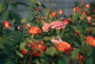 A romantic cottage garden scene with clusters of roses and peonies in warm reds and creams, bathed in gentle sunlight.