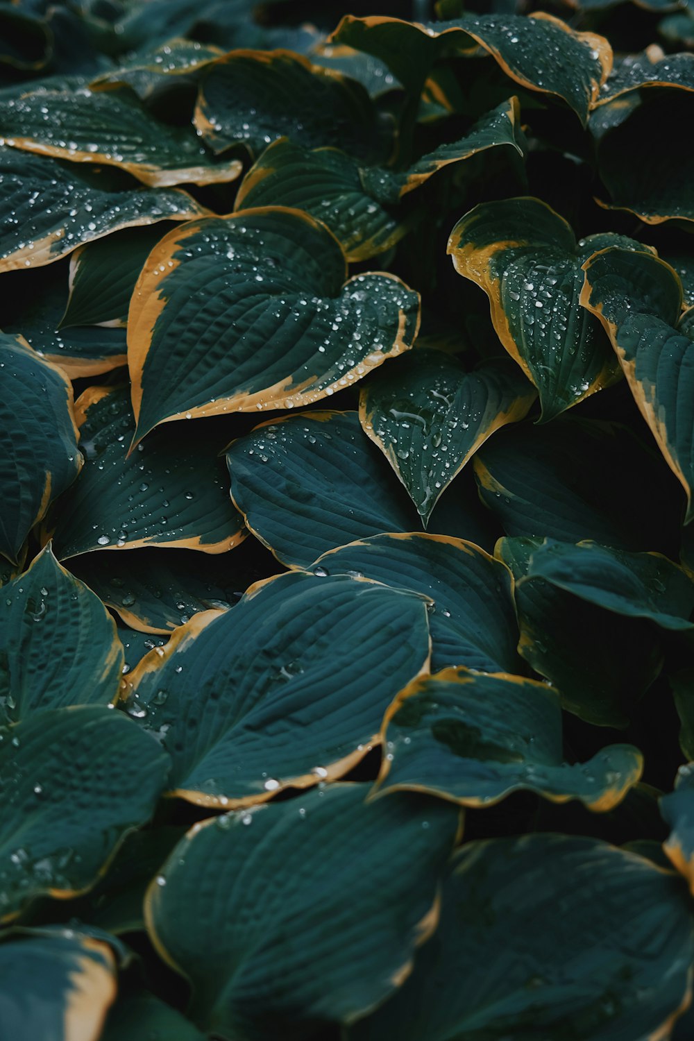 a bunch of green leaves with water droplets on them