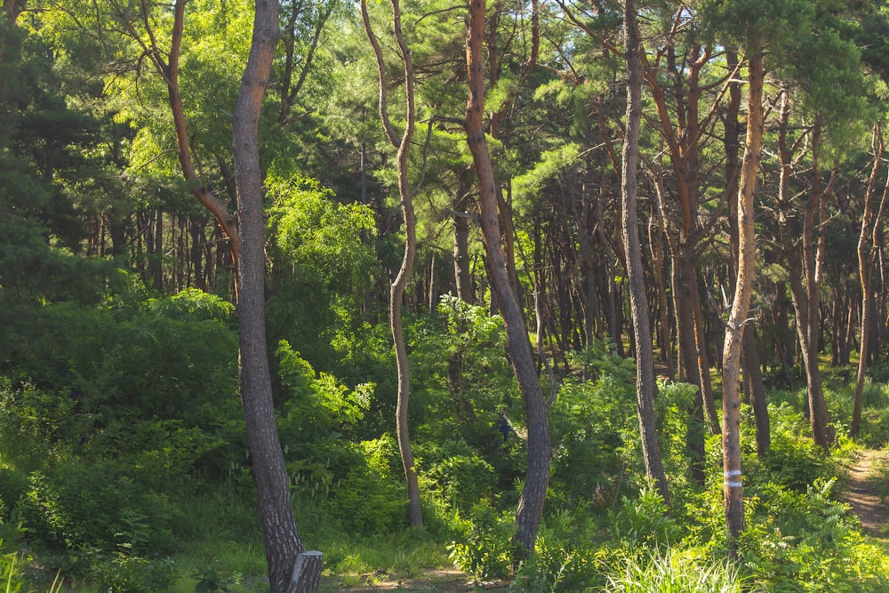 a forest filled with lots of tall trees