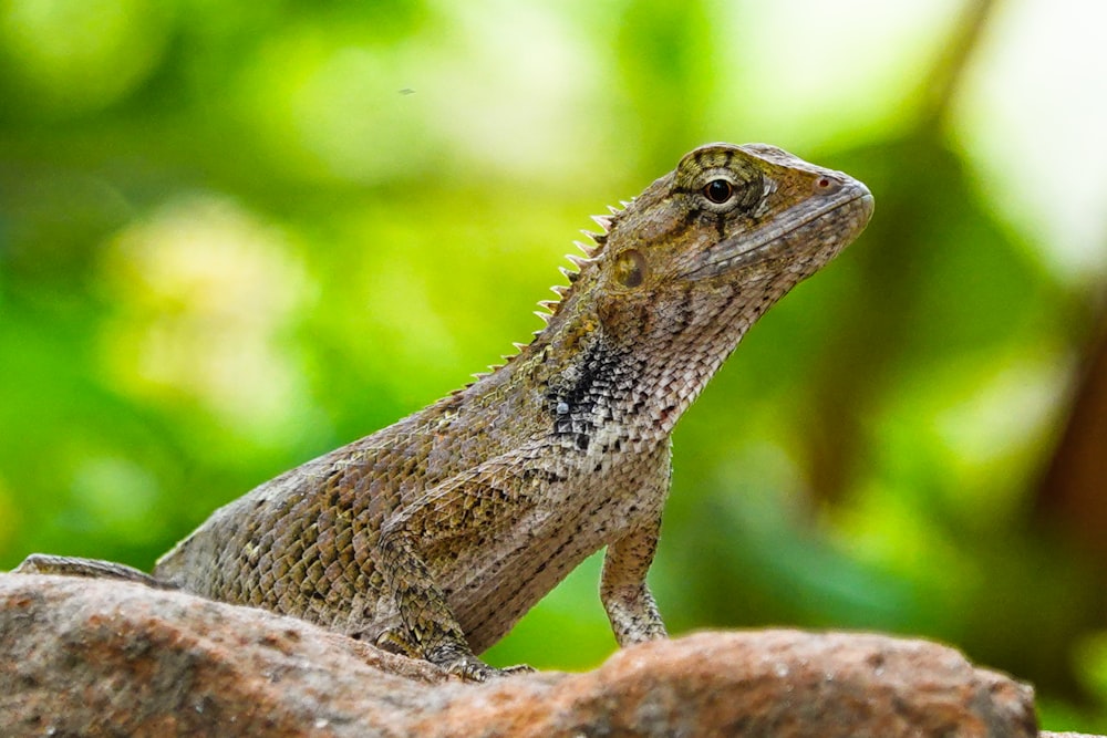 a close up of a lizard on a rock