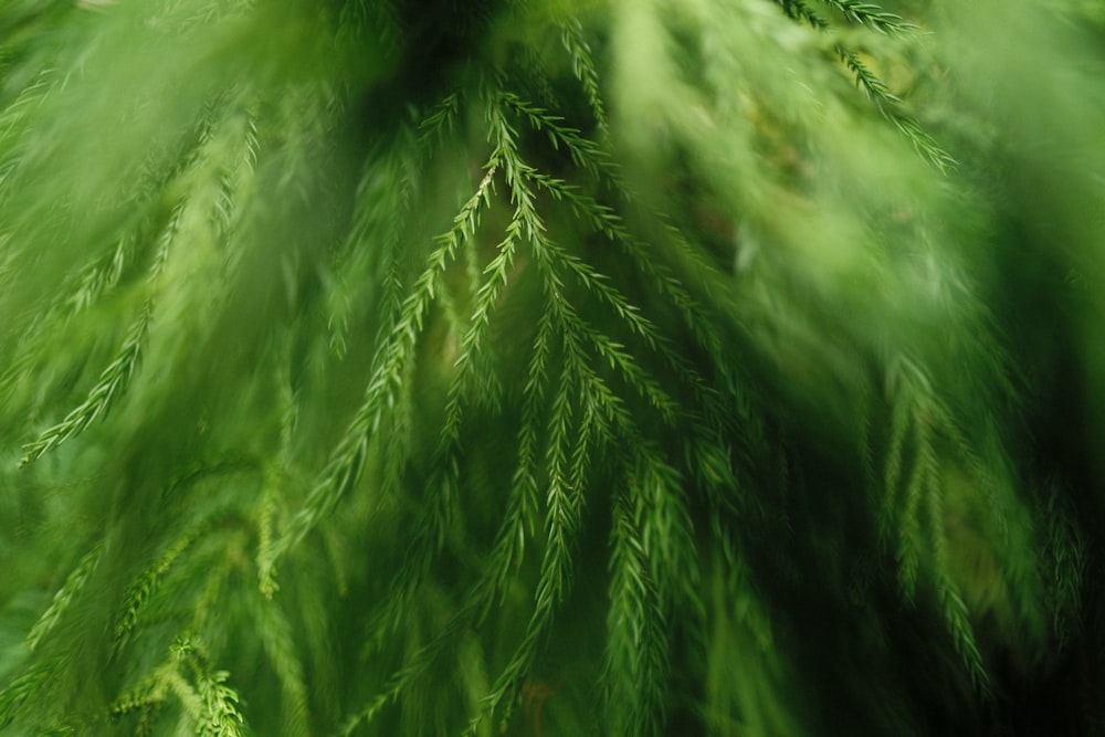 une photo floue d’une branche d’arbre verte