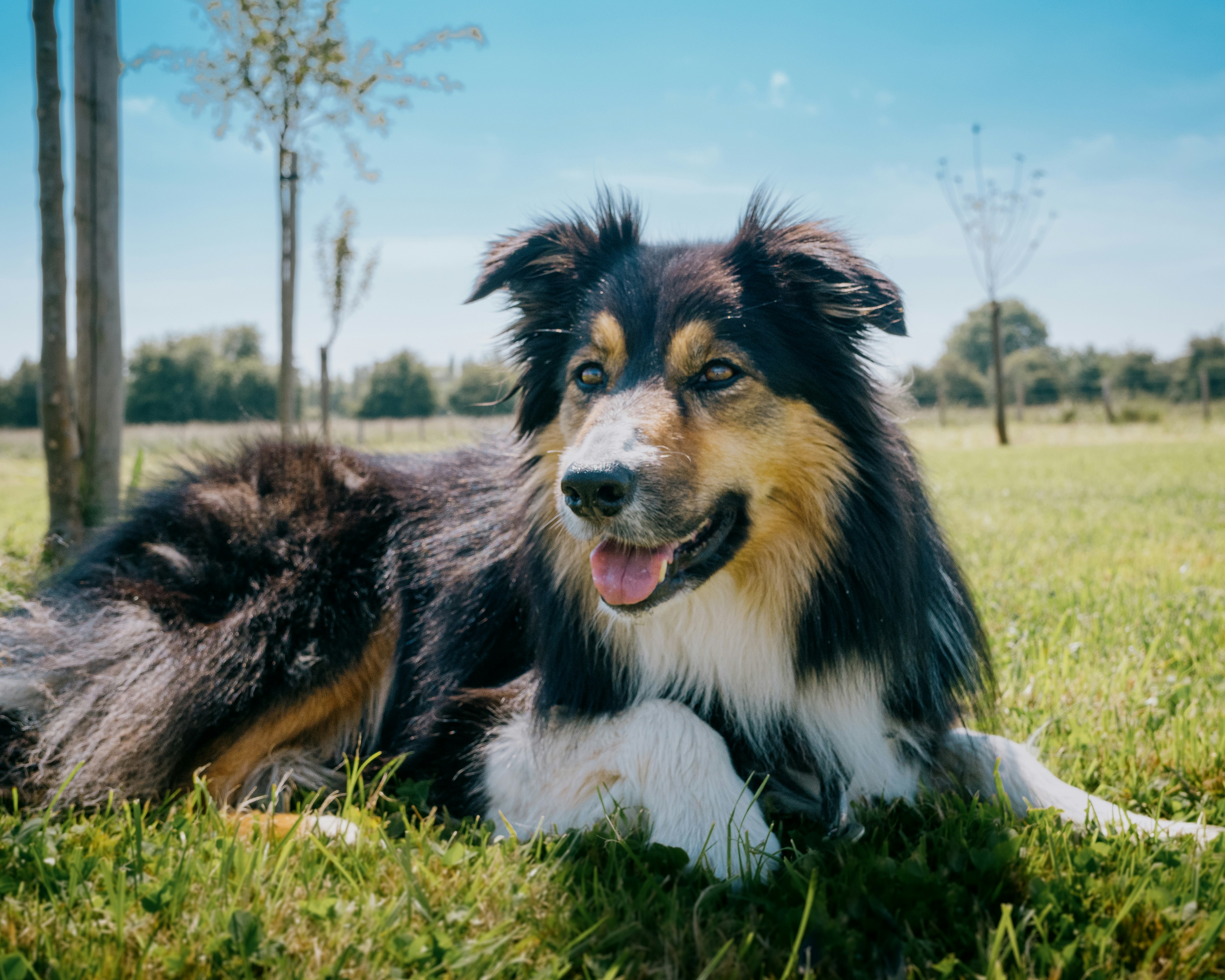 a dog laying in the grass with its tongue out