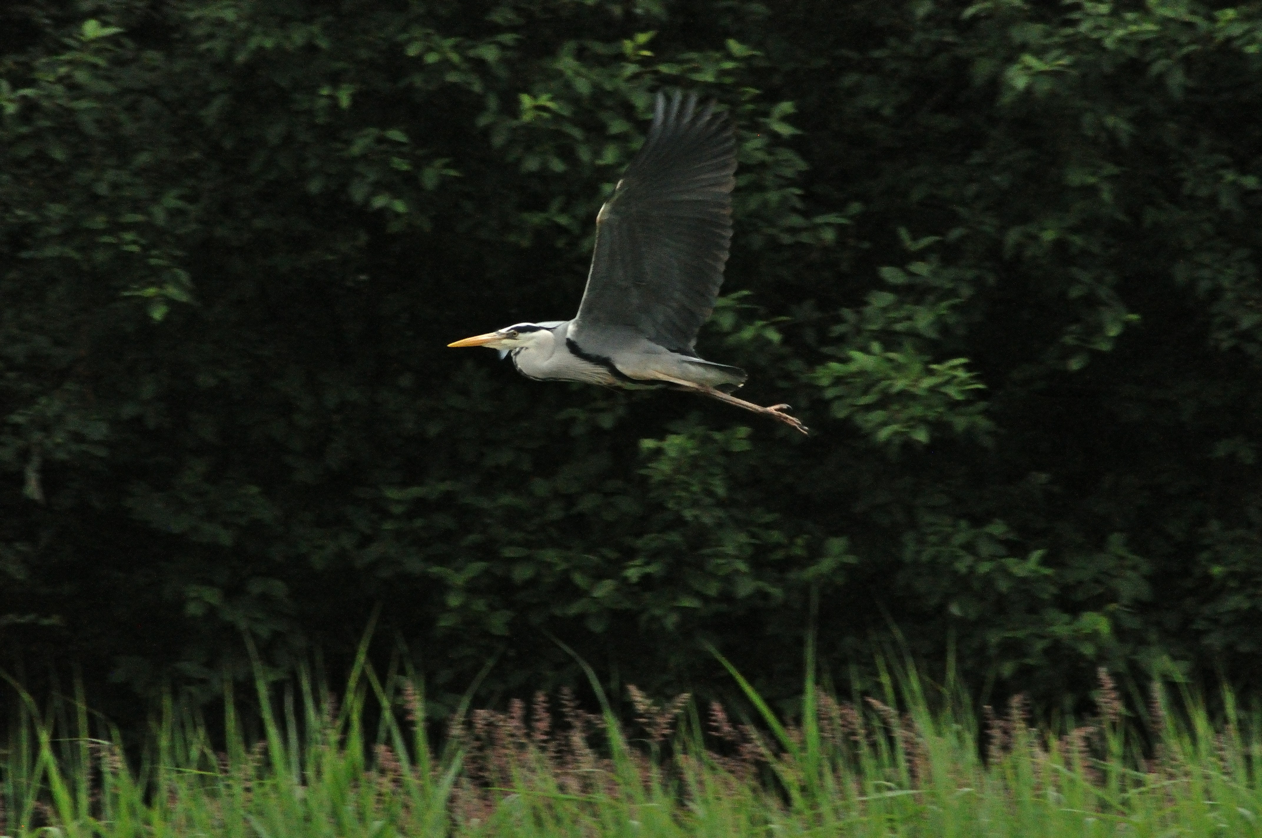 Photo by frankoosterbaan