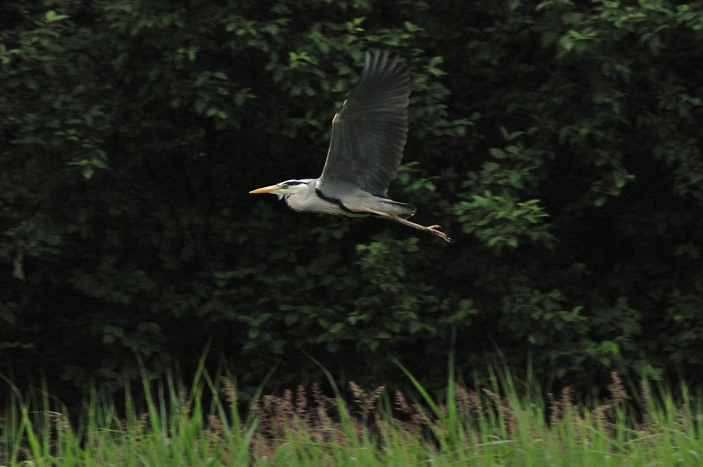 a large bird flying over a lush green field