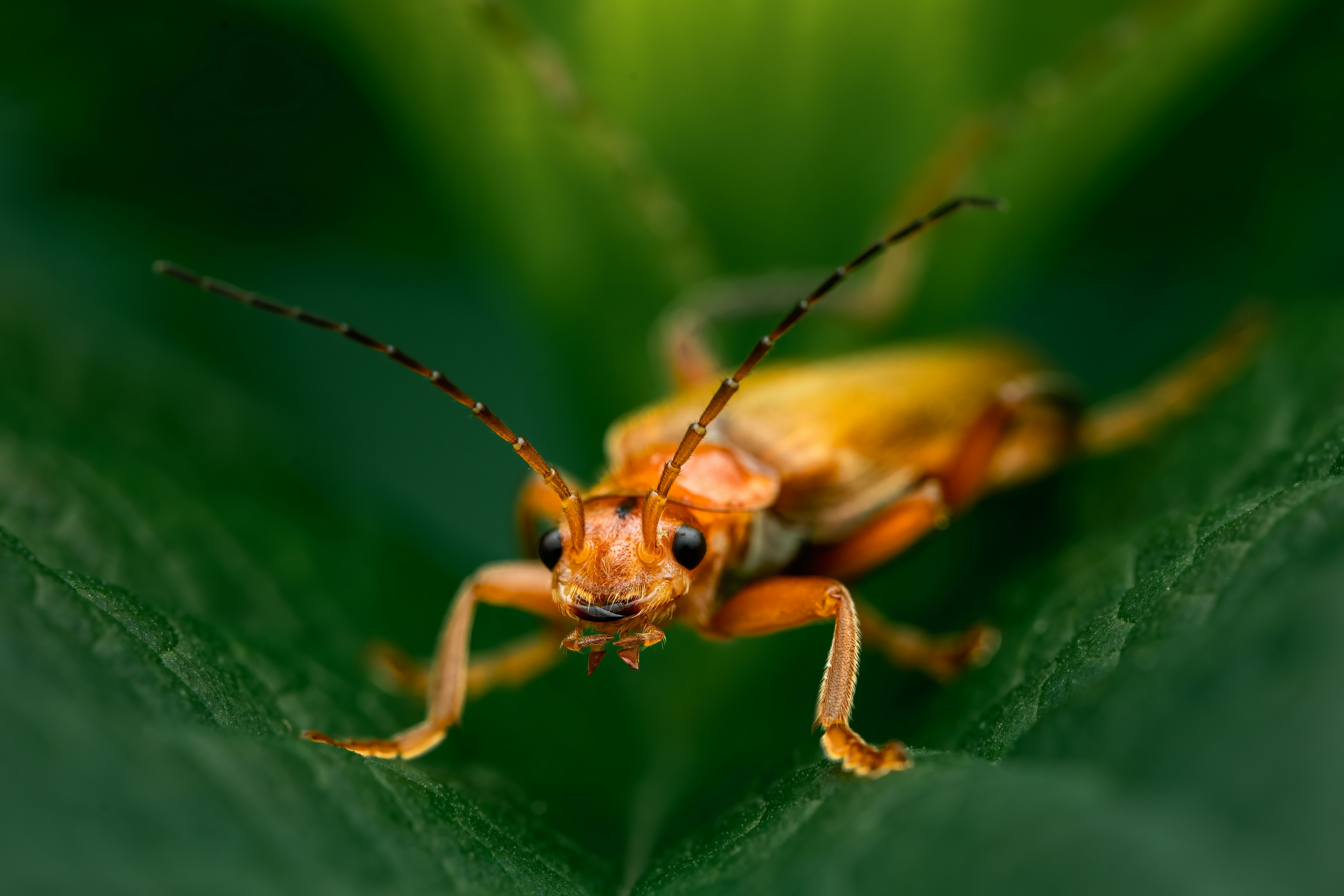 Photo by skylerewing