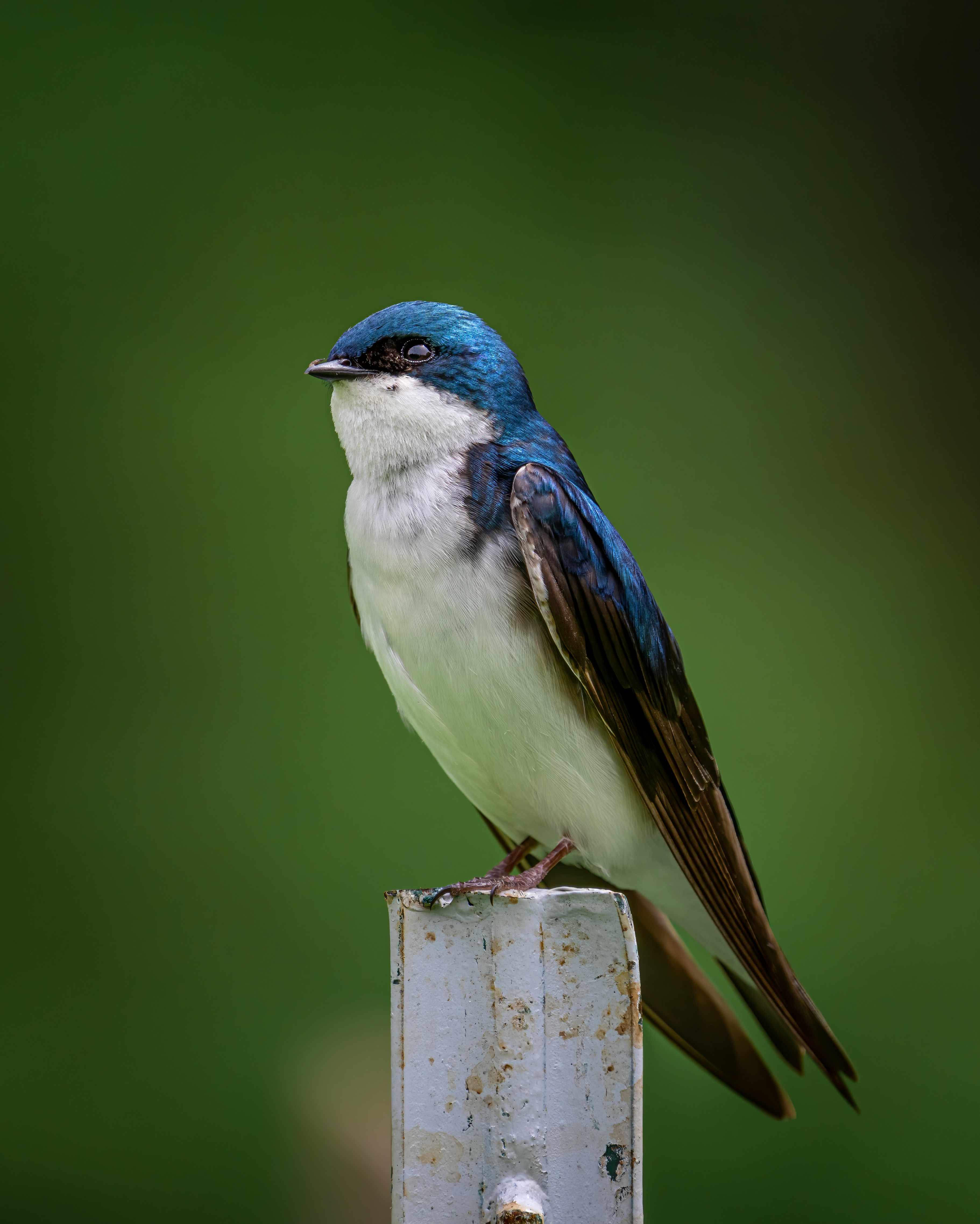 Photo by skylerewing