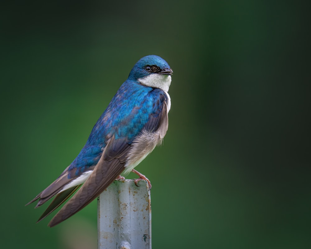a small blue bird perched on top of a metal pole