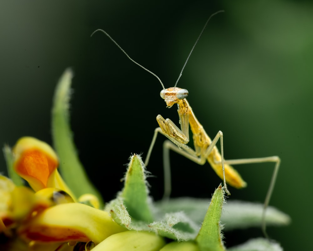 a close up of a grasshopper on a flower