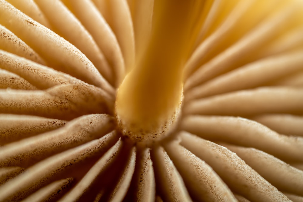 a close up view of a mushroom's center