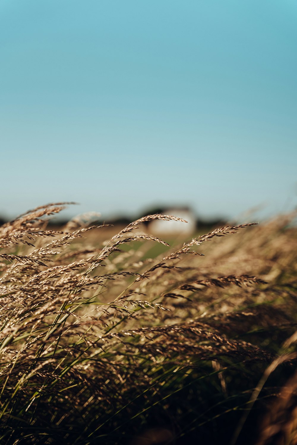 Ein Feld aus hohem Gras mit blauem Himmel im Hintergrund