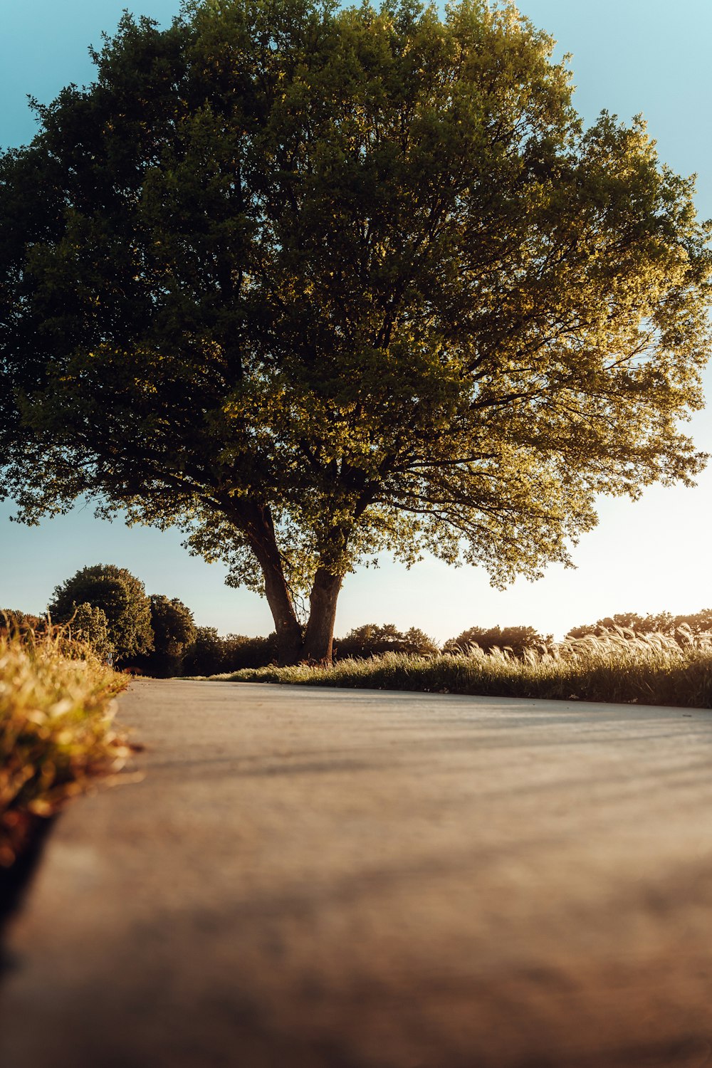 Un gran árbol al costado de una carretera