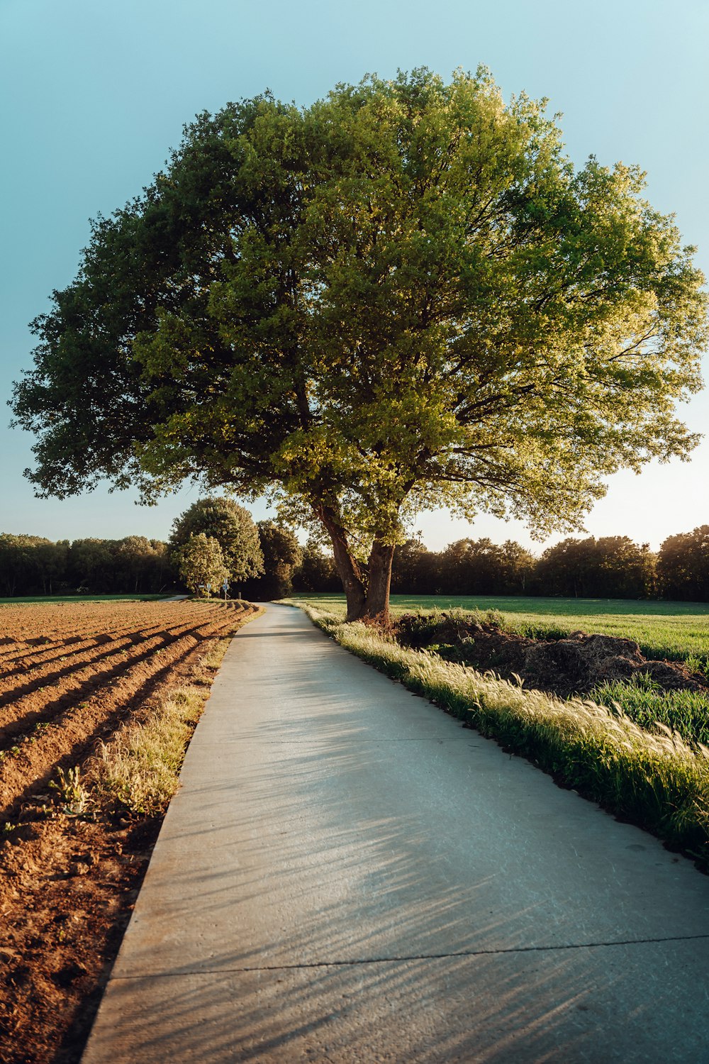 a tree on the side of a road near a field