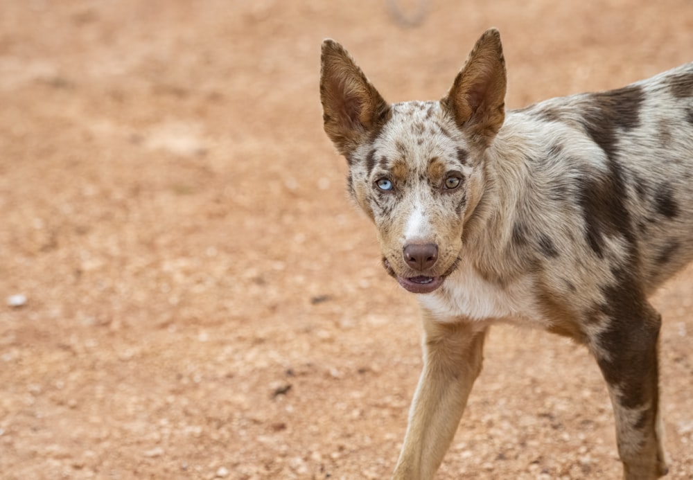 a spotted dog standing on a dirt road
