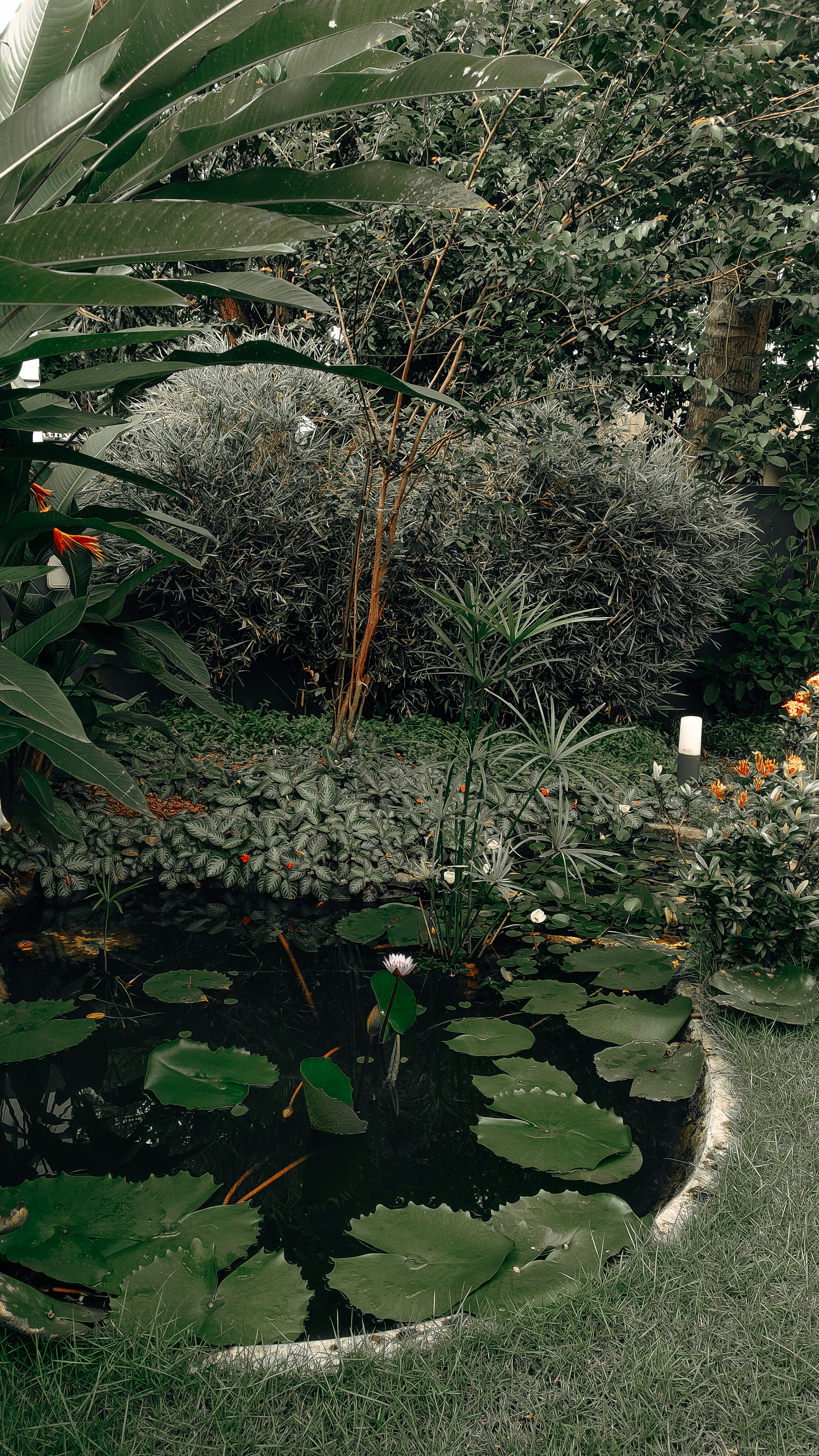 A pond with lily pads in a garden photo – Free Trivandrum Image on Unsplash