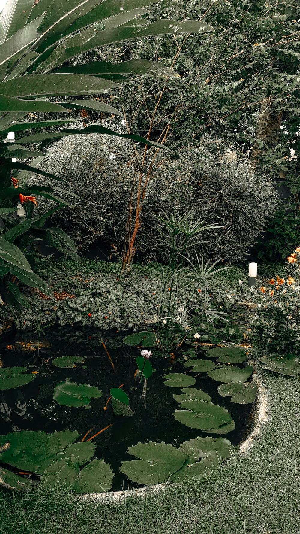 a pond with lily pads in a garden