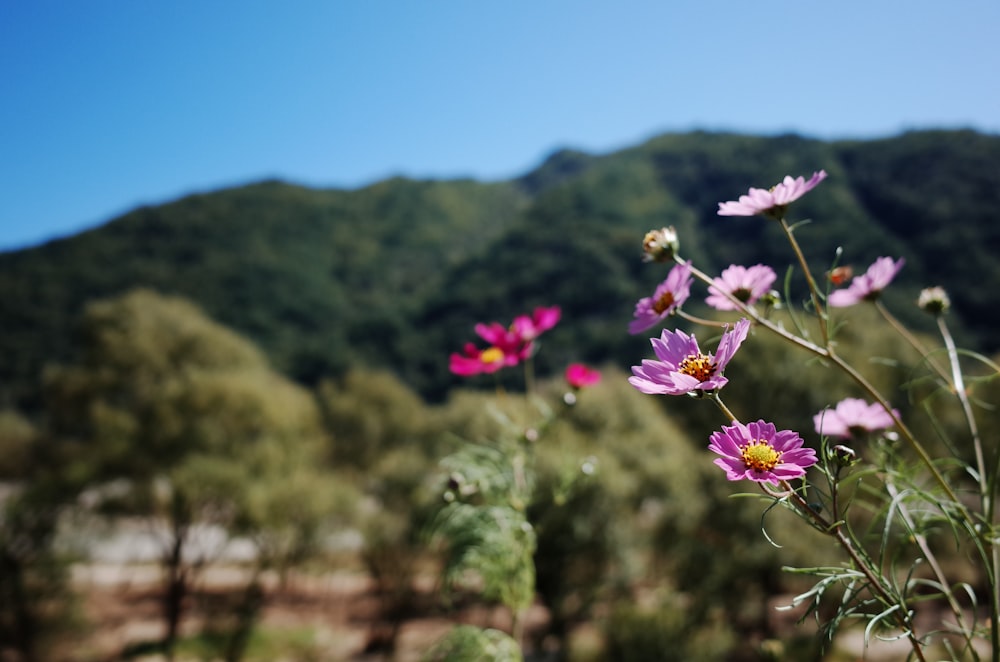 a field of wildflowers with a mountain in the background