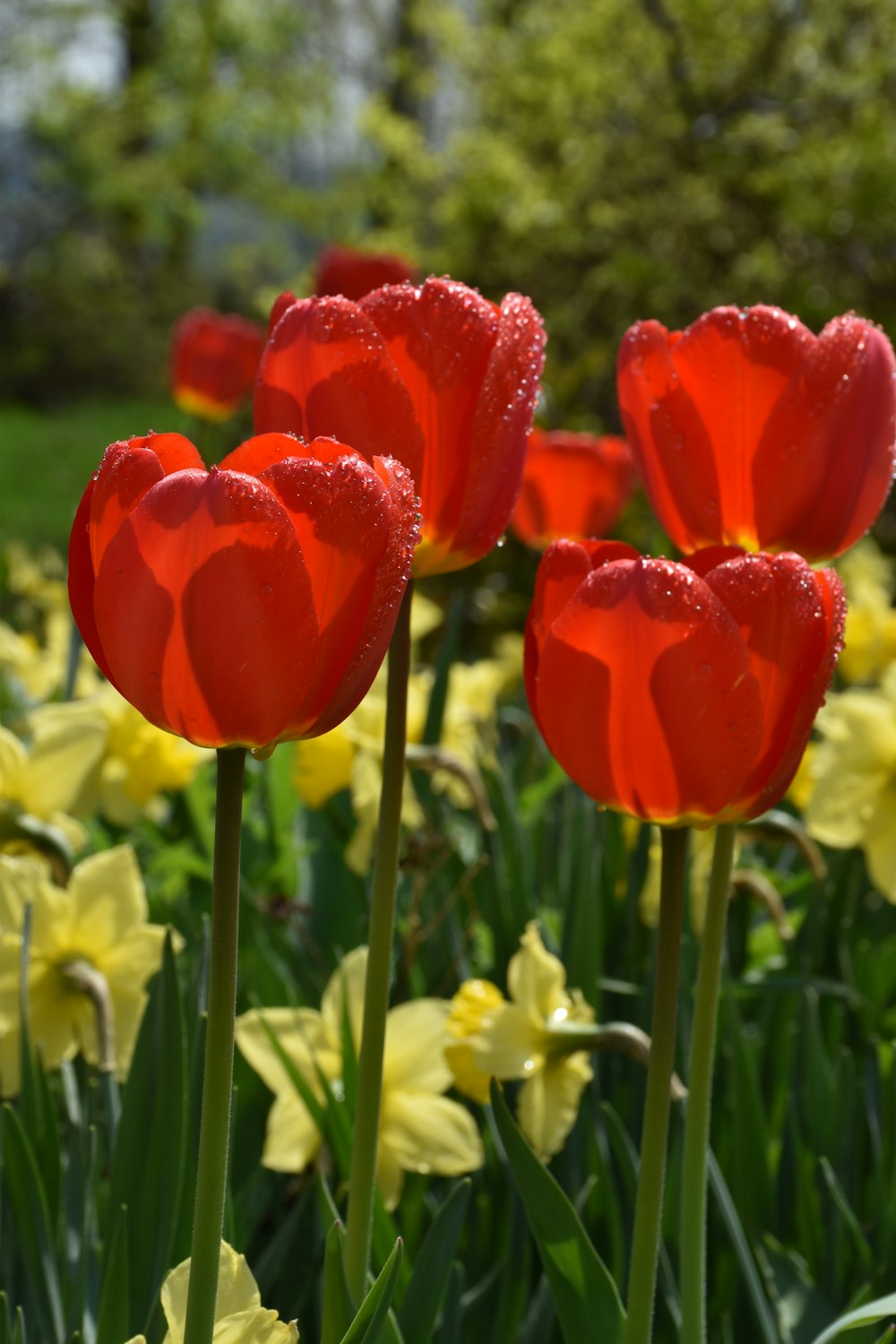 a bunch of red flowers that are in the grass