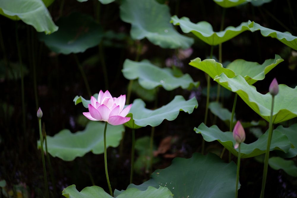 a pink lotus flower is blooming among green leaves