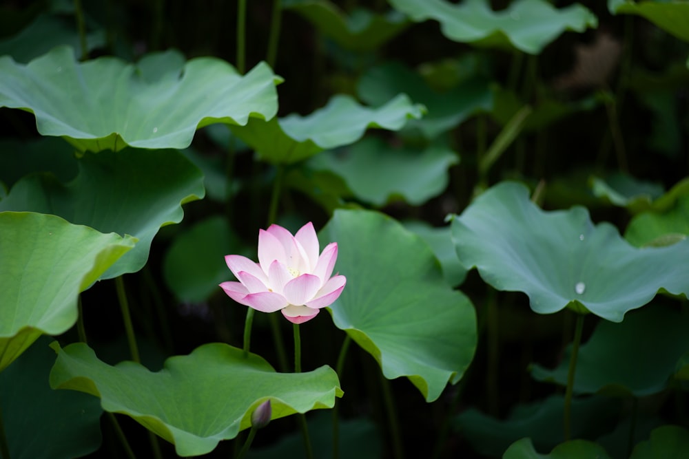 a pink lotus flower in the middle of a pond of water lilies