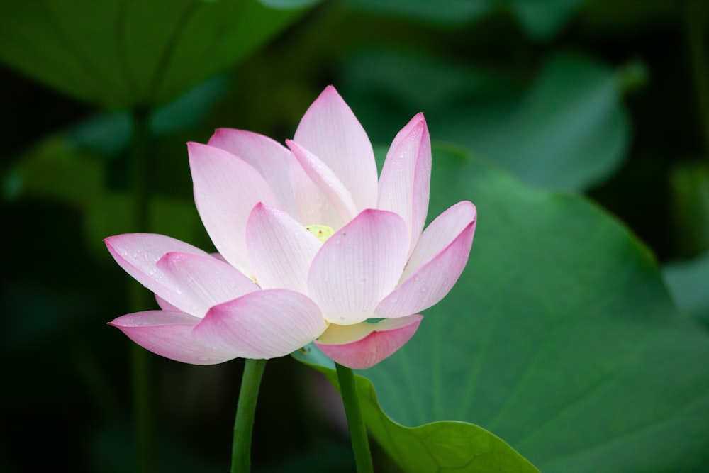 a pink lotus flower with green leaves in the background
