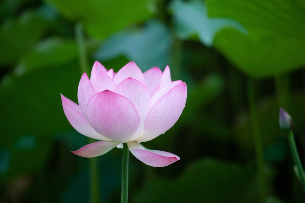 a pink lotus flower with green leaves in the background