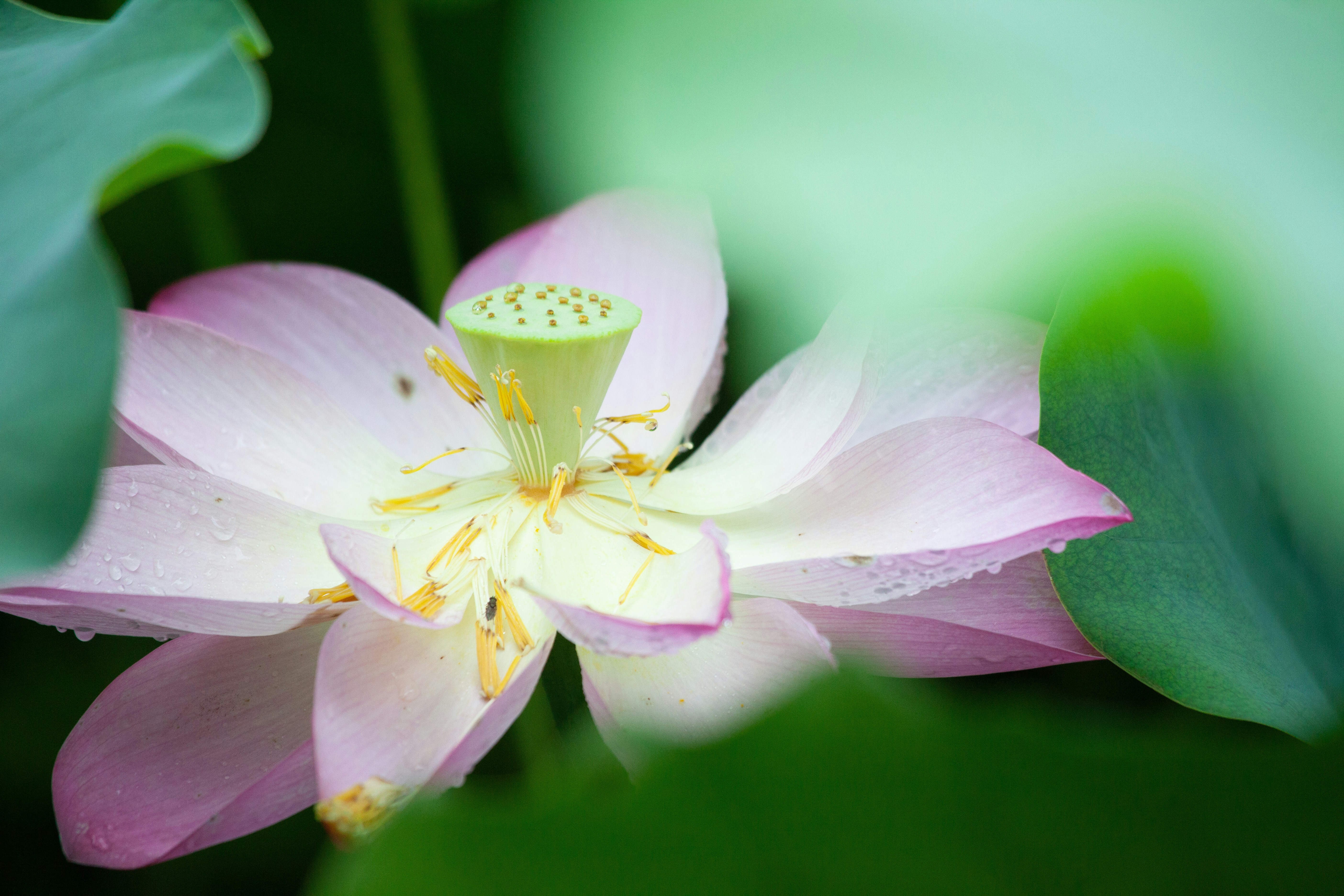 a close up of a pink flower with leaves in the background