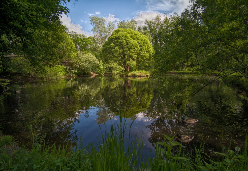 a lake surrounded by lush green trees under a blue sky