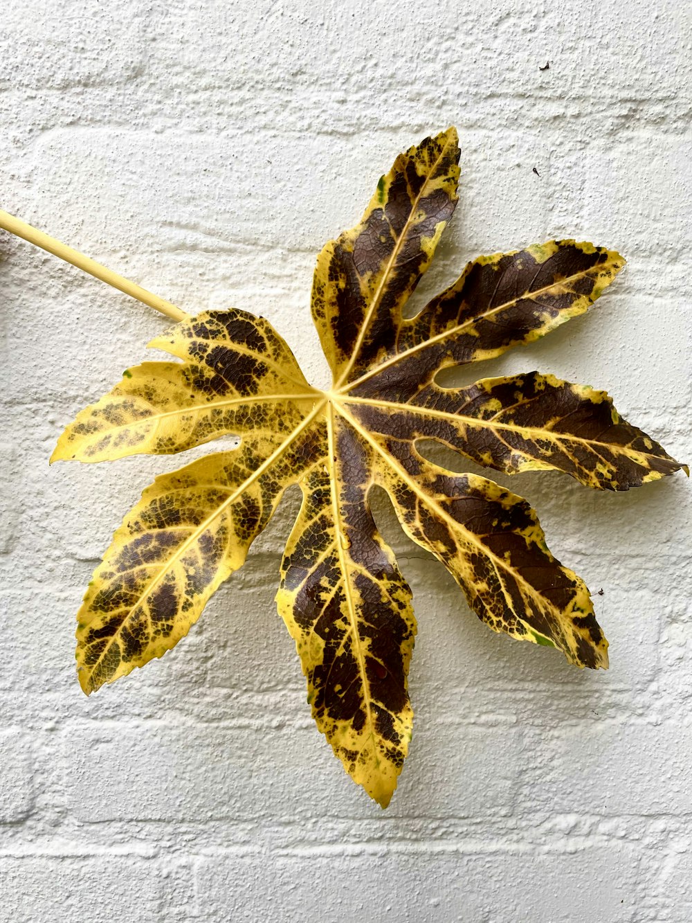 a yellow and brown leaf on a white brick wall