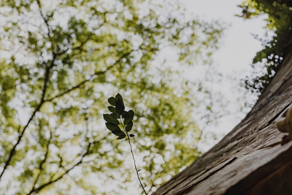 a leaf is growing on the side of a tree