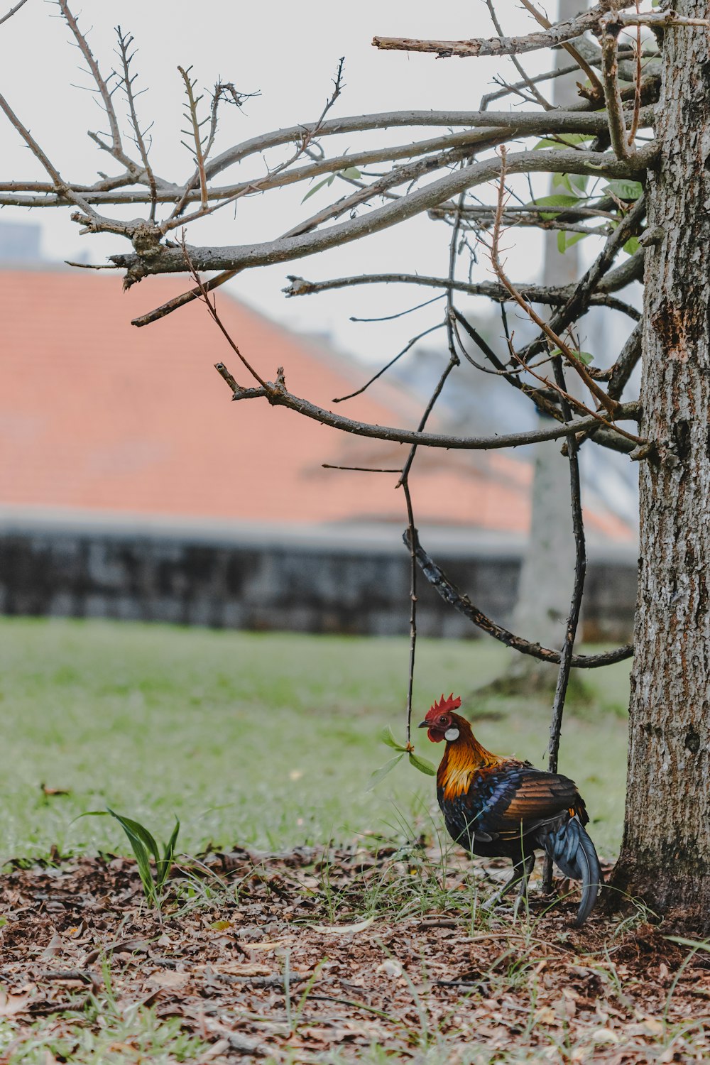 a rooster standing next to a tree in a field